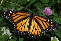 1-femaile-monarch